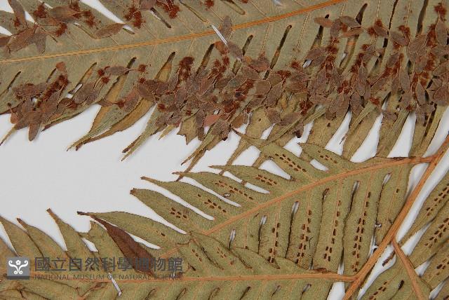 東方狗脊蕨藏品圖，第5張