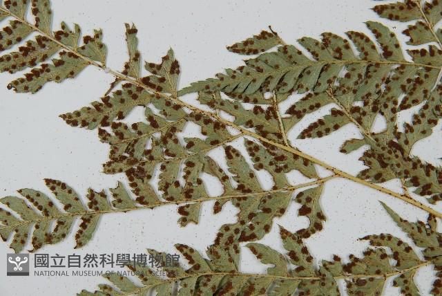 尾形複葉耳蕨藏品圖，第5張