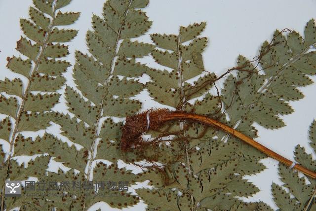 斜方複葉耳蕨藏品圖，第4張