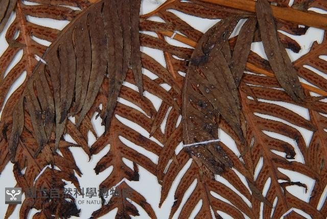 東方狗脊蕨藏品圖，第5張