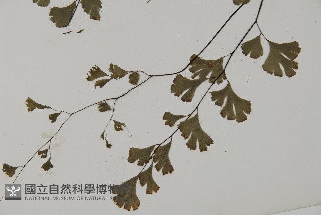 鐵線蕨藏品圖，第5張