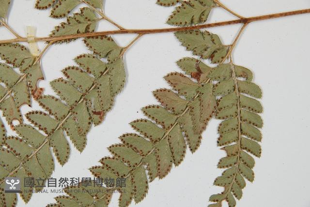 斜方複葉耳蕨藏品圖，第4張