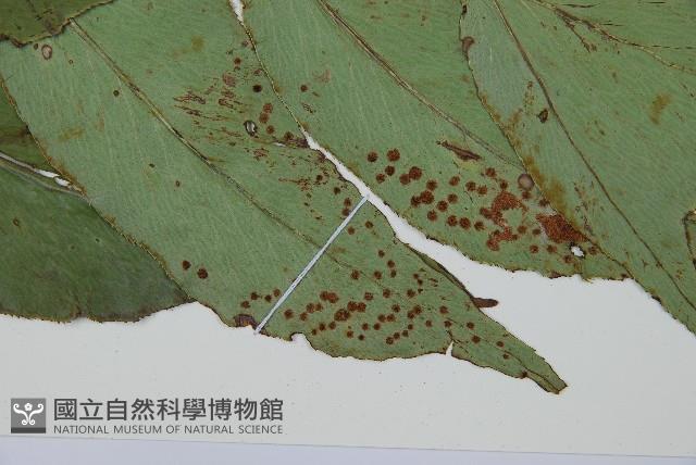 Accession Number:P012016 Collection Image, Figure 5, Total 5 Figures