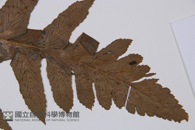 闊葉短腸蕨藏品圖，第5張