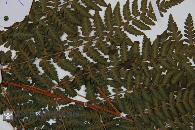 東北角蕨藏品圖，第5張
