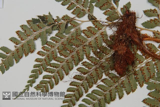 斜方複葉耳蕨藏品圖，第4張