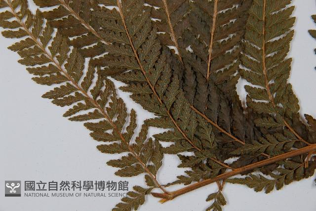 粗毛鱗蓋蕨藏品圖，第5張