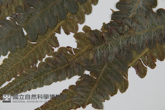 毛柄短腸蕨藏品圖，第5張