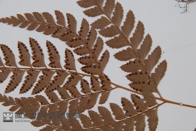 斜方複葉耳蕨藏品圖，第4張