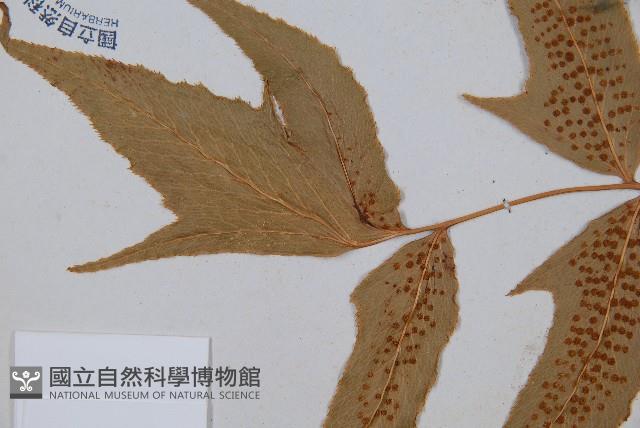 細齒貫眾蕨藏品圖，第5張