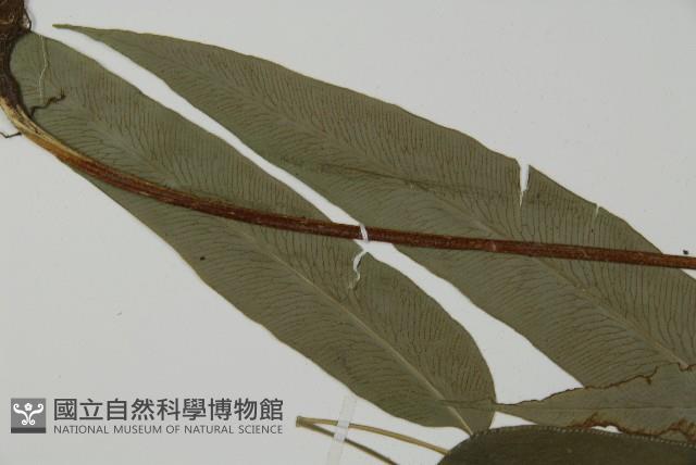 日本鳳丫蕨藏品圖，第5張