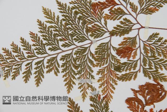 海州骨碎補藏品圖，第5張