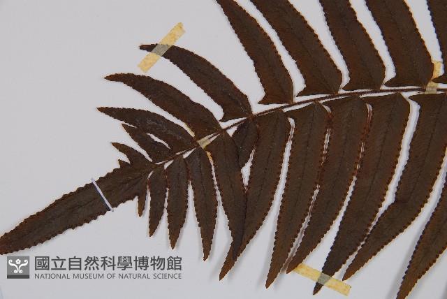 虎克氏鱗蓋蕨藏品圖，第5張