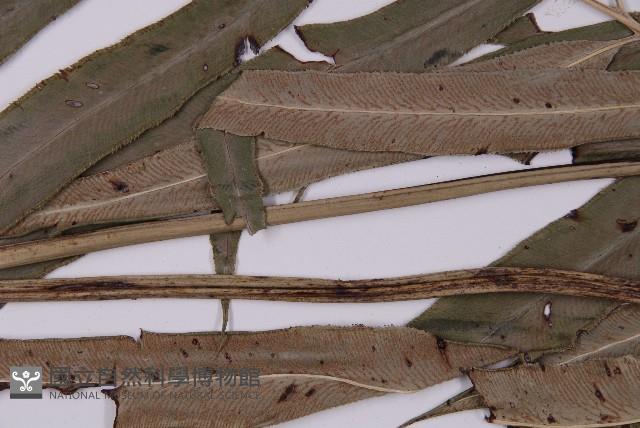 日本鳳丫蕨藏品圖，第5張