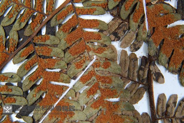 蘭嶼筆筒樹、蘭嶼桫欏藏品圖，第8張