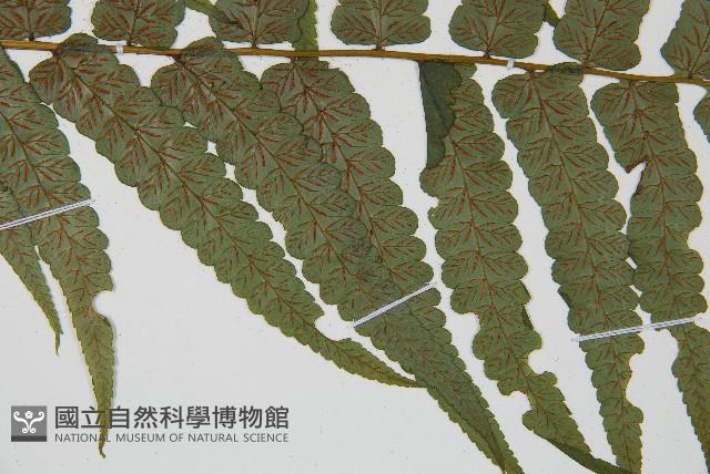 廣葉鋸齒雙蓋蕨藏品圖，第4張