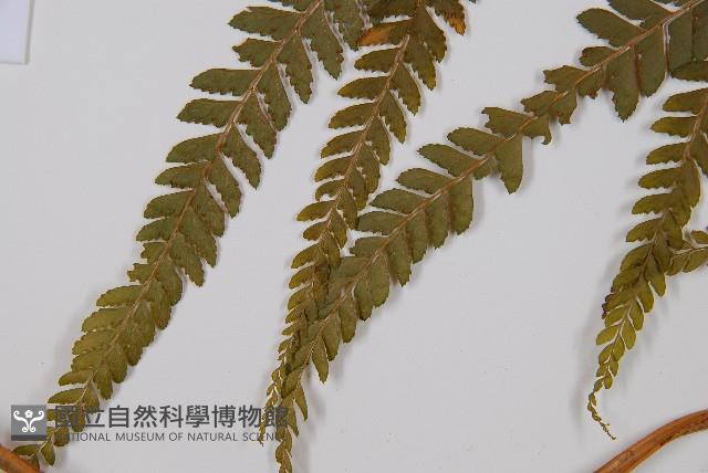 粗毛鱗蓋蕨藏品圖，第5張