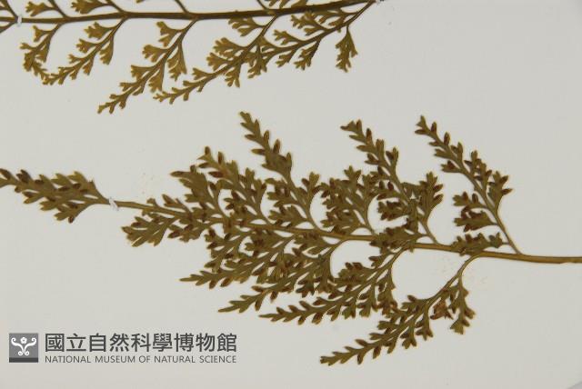 骨碎補鐵角蕨藏品圖，第5張