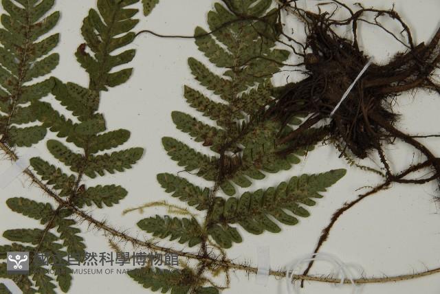 愛德氏肋毛蕨藏品圖，第5張