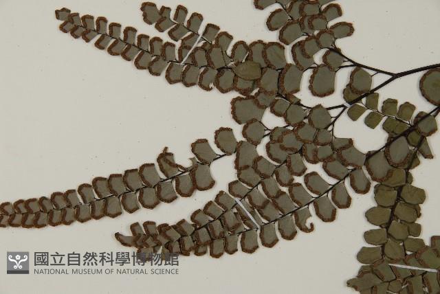 扇葉鐵線蕨藏品圖，第3張