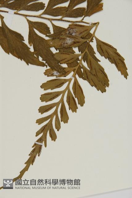 裂葉鐵角蕨藏品圖，第5張