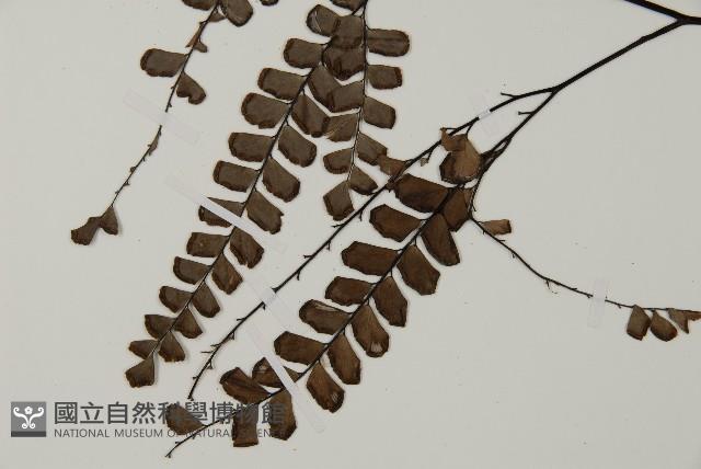 扇葉鐵線蕨藏品圖，第4張