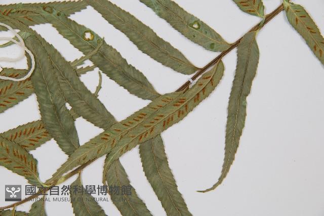 蘭嶼鐵角蕨藏品圖，第5張