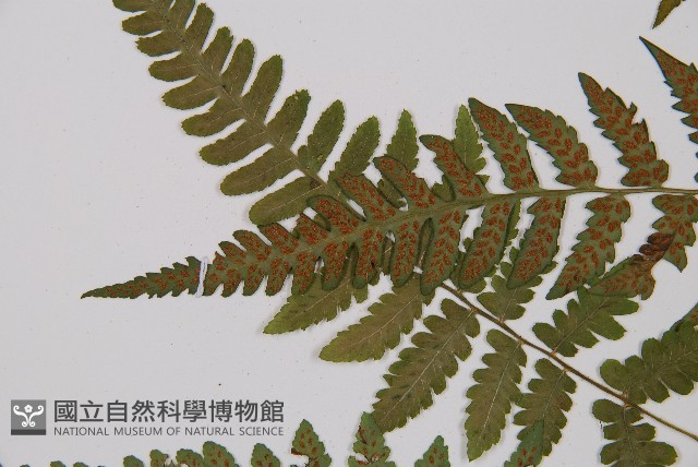 登錄號:P003156藏品圖，第5張