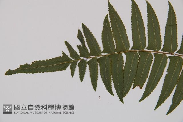 虎克氏鱗蓋蕨藏品圖，第5張