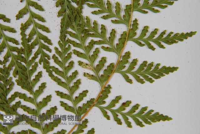 碗蕨藏品圖，第8張