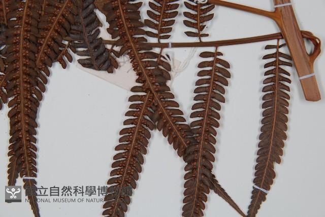 登錄號:P009056藏品圖，第5張