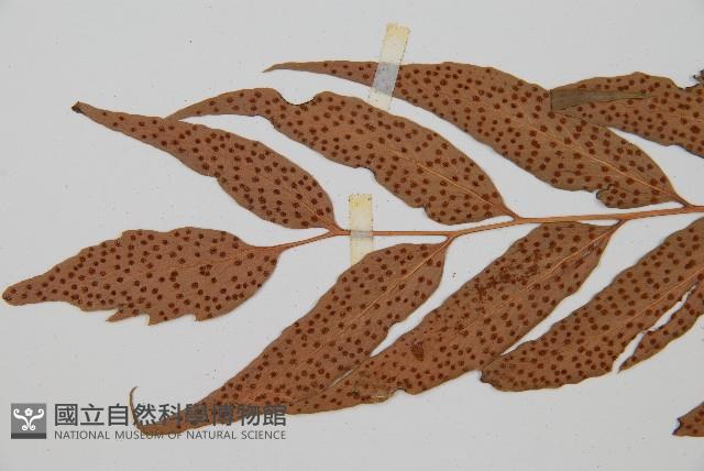 披針貫眾蕨藏品圖，第5張