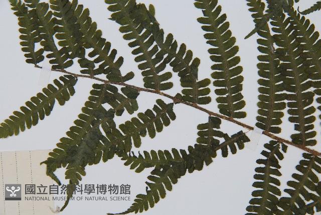 亞蹄蓋蕨藏品圖，第5張