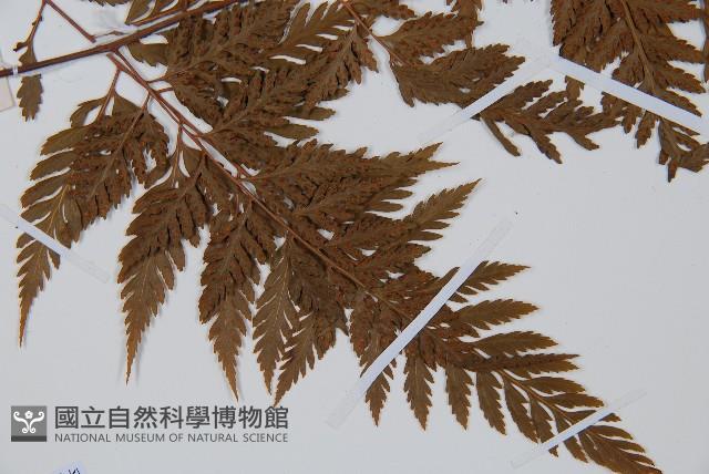 大葉骨碎補、台灣骨碎補、骨碎補藏品圖，第5張