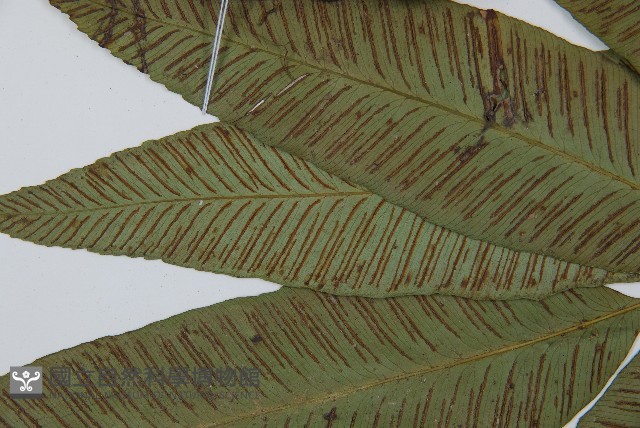 細柄雙蓋蕨藏品圖，第5張