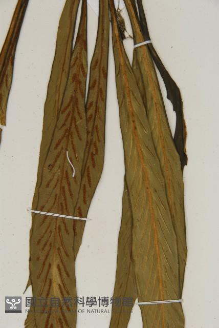 劍葉鐵角蕨、箭葉鐵角蕨藏品圖，第5張