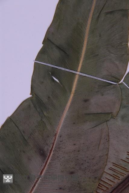 南洋山蘇花藏品圖，第4張