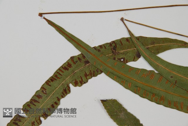 單葉雙蓋蕨藏品圖，第5張