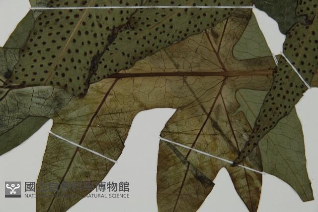 翅柄三叉蕨藏品圖，第5張