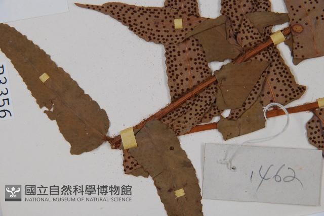 貫眾蕨藏品圖，第5張