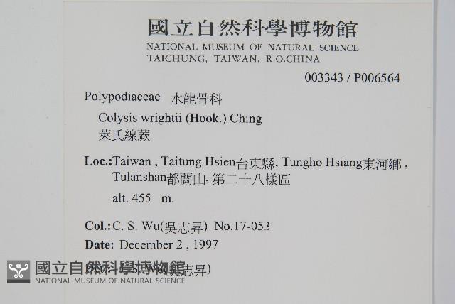 大線蕨藏品圖，第4張