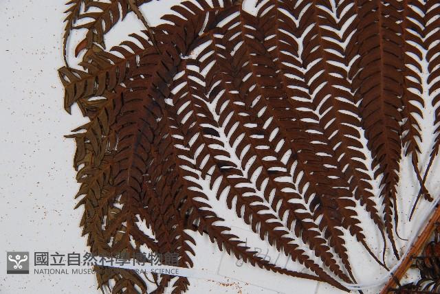 筆筒樹藏品圖，第6張