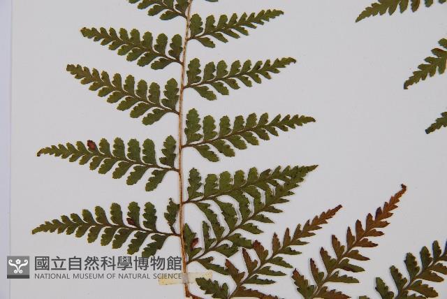 熱帶鱗蓋蕨藏品圖，第5張