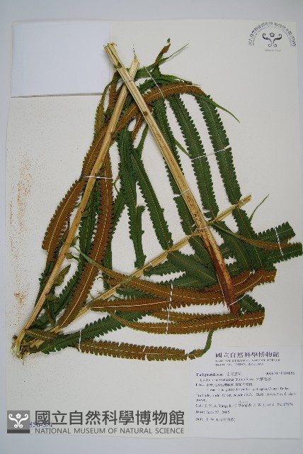 大葉毛蕨藏品圖，第5張