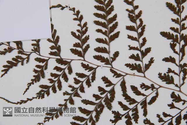 三回蹄蓋蕨藏品圖，第5張