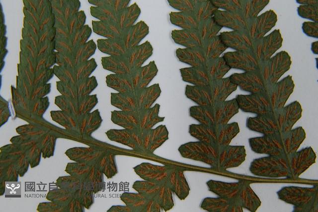 東洋蹄蓋蕨藏品圖，第5張