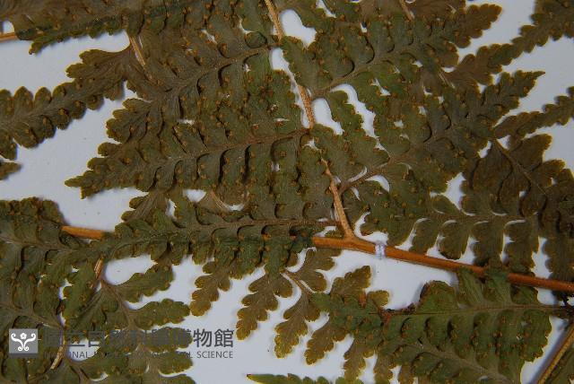 刺柄碗蕨藏品圖，第5張