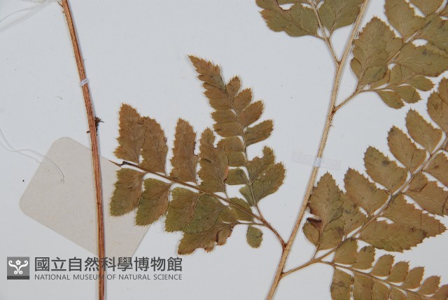 長尾複葉耳蕨藏品圖，第5張