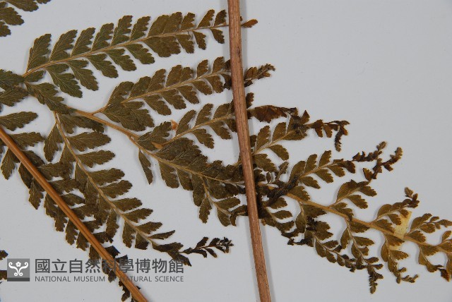粗毛鱗蓋蕨藏品圖，第5張