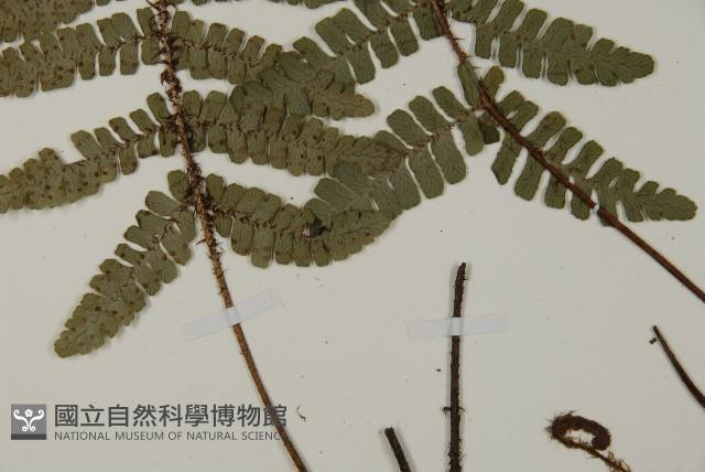 玉山肋毛蕨藏品圖，第5張